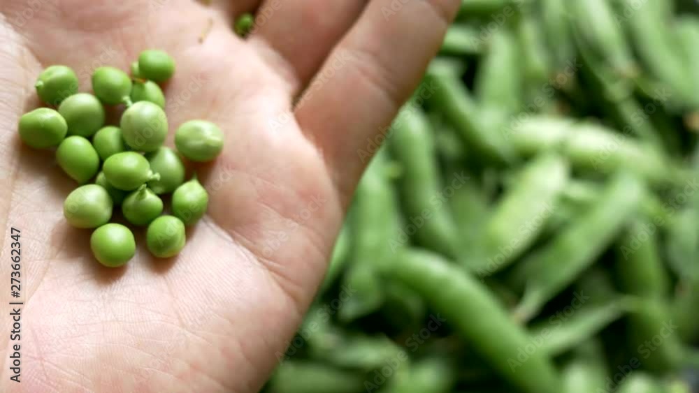 Slices of fresh green peas. Husband cleans pets of peas with his hands. Rotation. Slices of fresh green peas. Husband cleans pets of peas with his hands. Rotation.