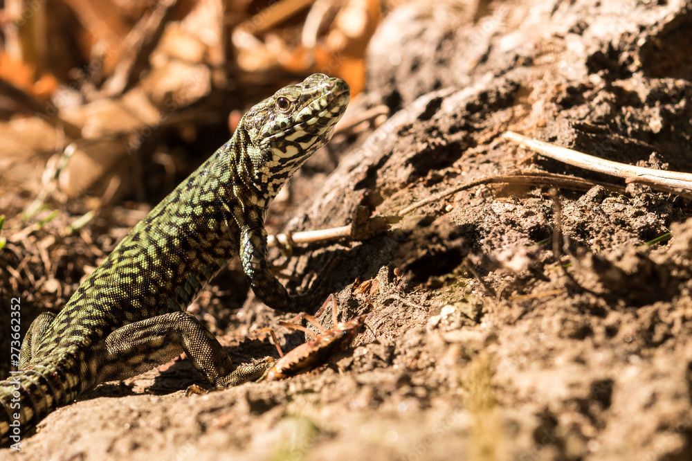 Wall lizard, Podarcis muralis, in the foliage in autumn
