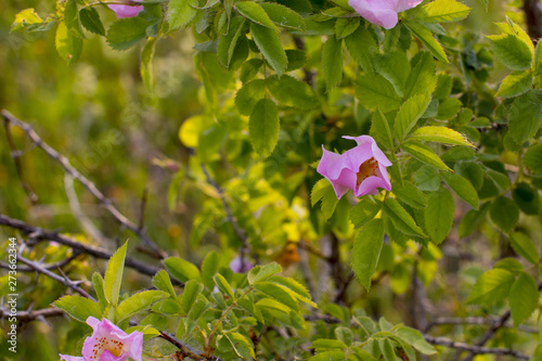 Wild rose Bush. Blooming red rose.