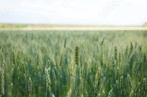 The field of organic green wheat