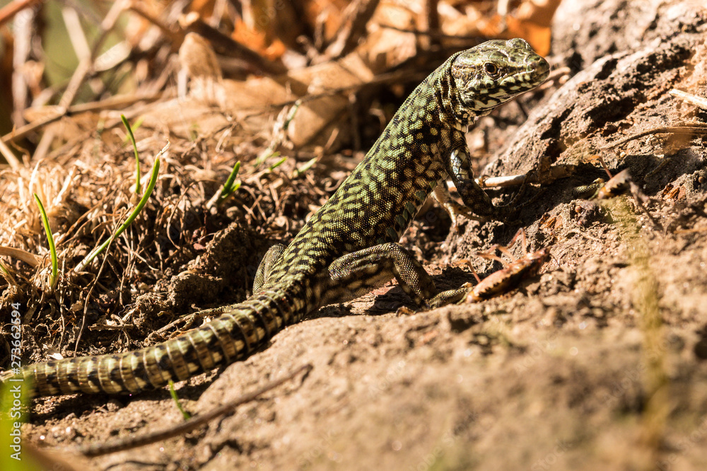 Wall lizard, Podarcis muralis, in the foliage in autumn