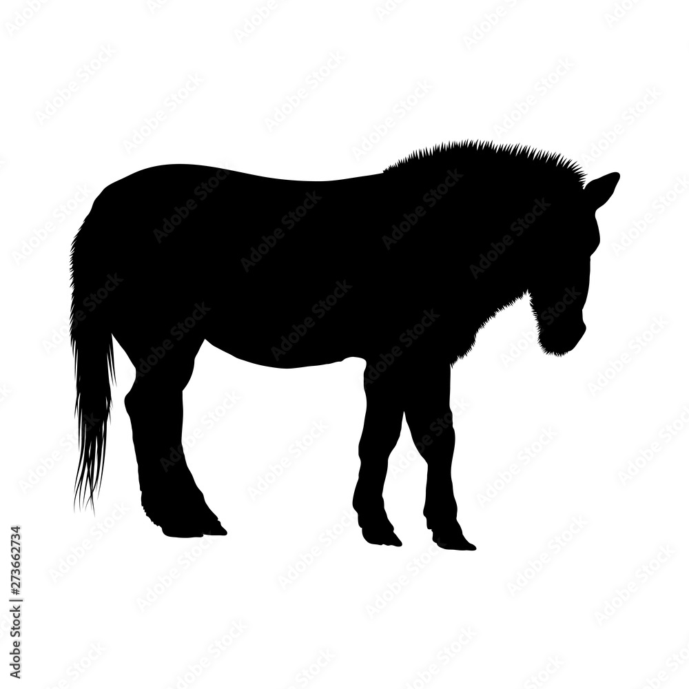Fototapeta premium Horse Silhouette