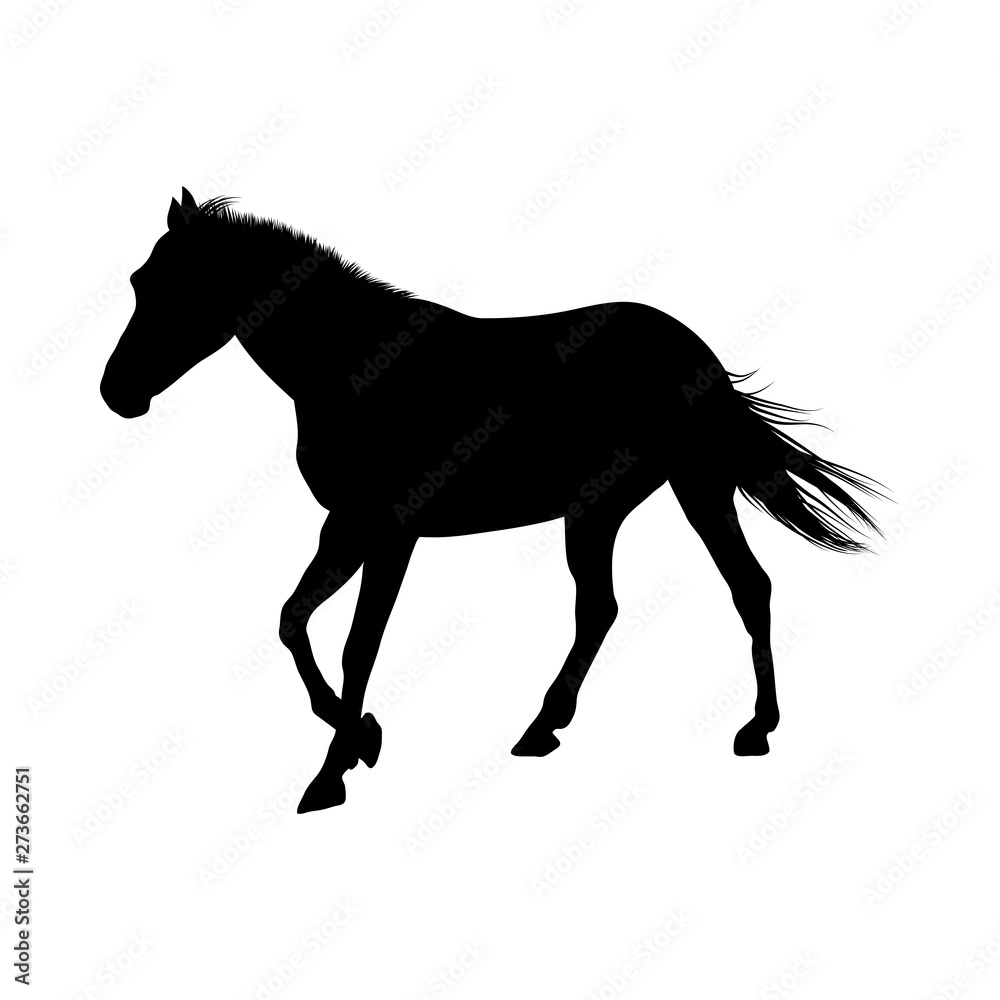 Fototapeta premium Horse Silhouette