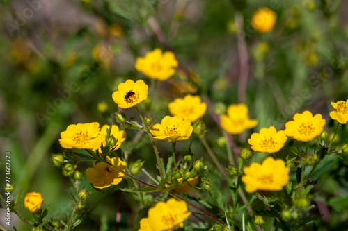 Wild yellow flowers on a natural background.