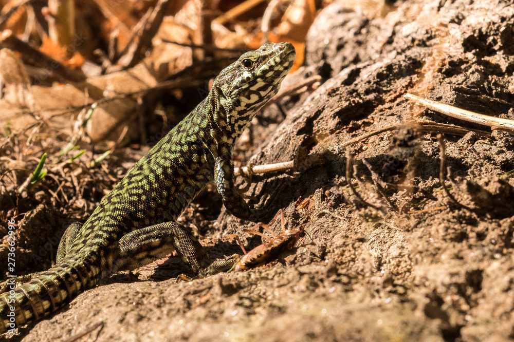 Wall lizard, Podarcis muralis, in the foliage in autumn