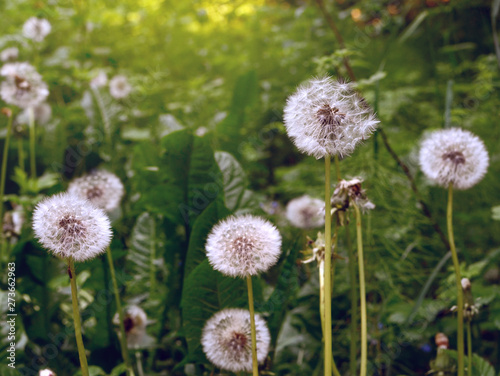 Nature background with white dandelions in the forest grass