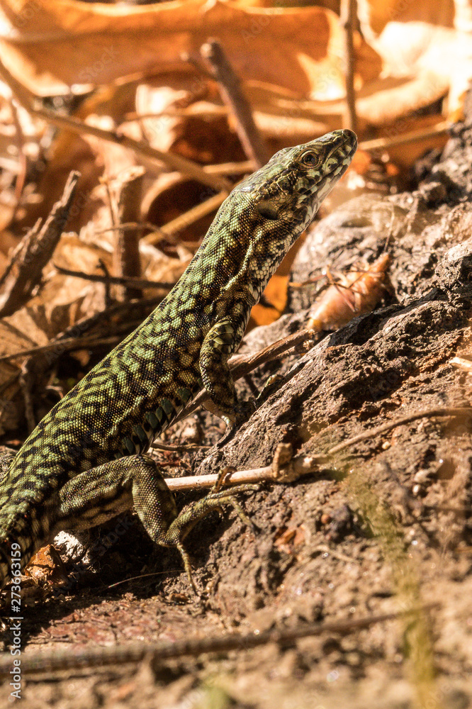Wall lizard, Podarcis muralis, in the foliage in autumn