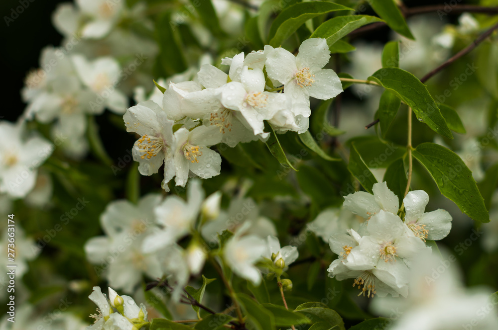 A jasmine flowers blooming in the spring and smell very sweet A jasmine flowers blooming in the spring and smell very sweet