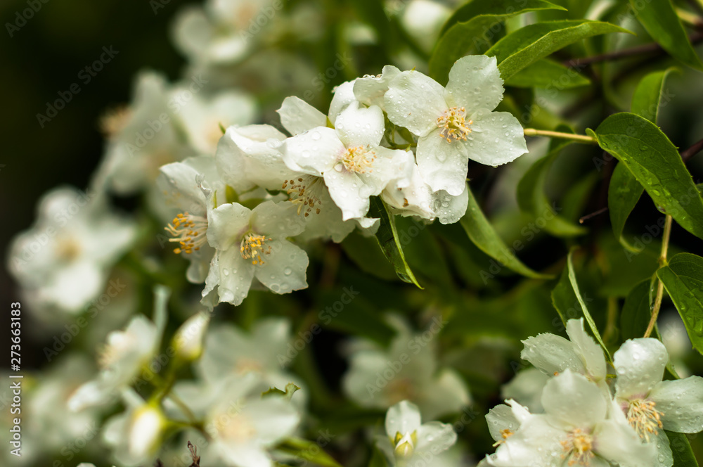Fototapeta premium A jasmine flowers blooming in the spring and smell very sweet