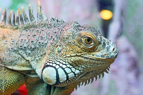 portrait of green iguana closeup. wildlife. © photosaint