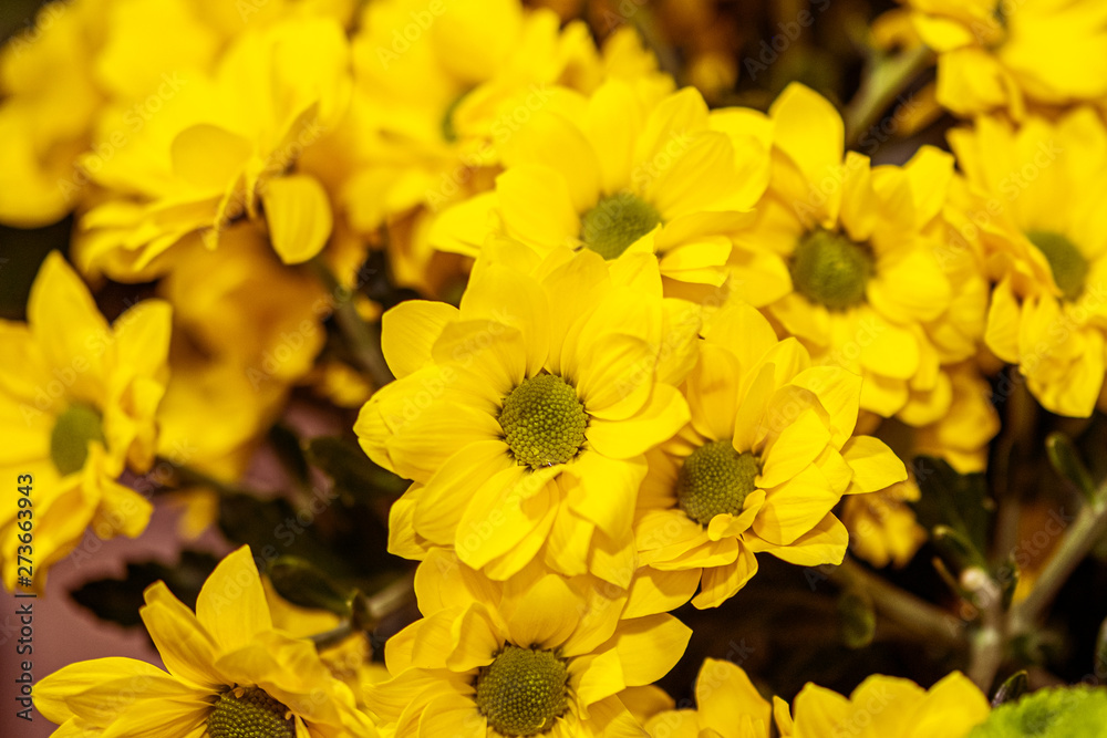 yellow chrysanthemums in a bouquet in close distance yellow chrysanthemums in a bouquet in close distance