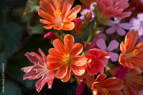 Foto Fleurs oranges
