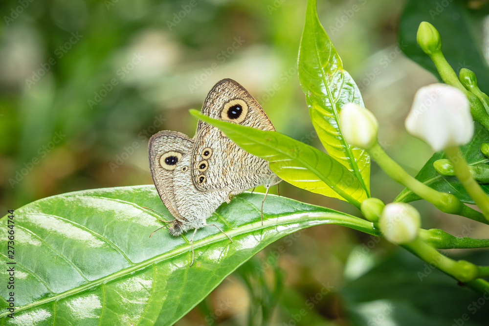 Fototapeta premium butterfly on flower