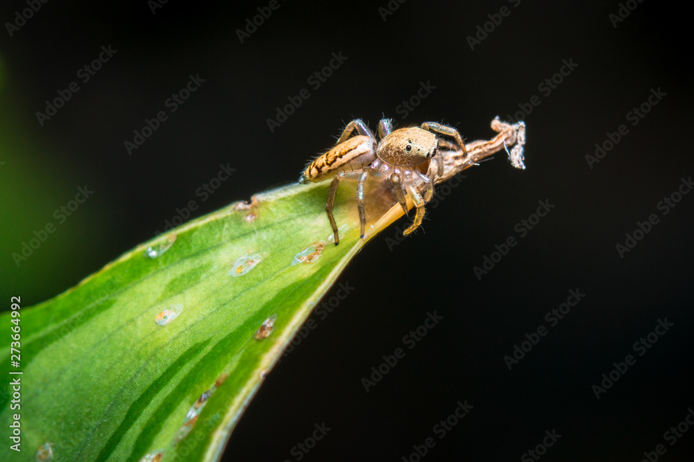 Naklejka premium Jumping spider on leaf