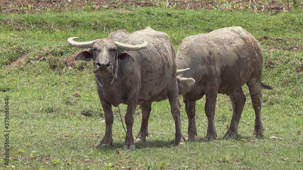 Two Water Buffalo Doing Something in a Field Two Water Buffalo Doing Something in a Field