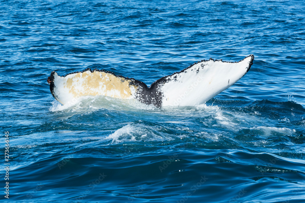 Naklejka premium Detail of humpback fin tail, Iceland