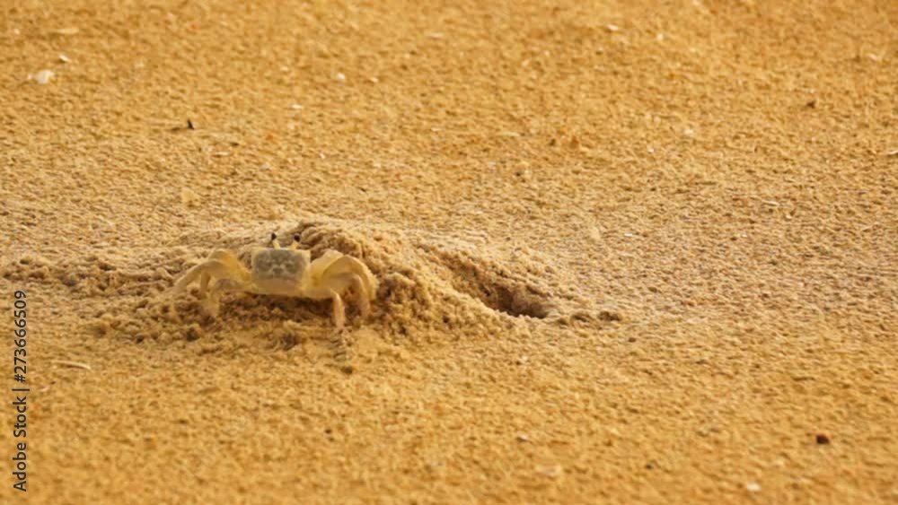 Two sand crabs fighting over the same burrow. One winning and other going away Two sand crabs fighting over the same burrow. One winning and other going away