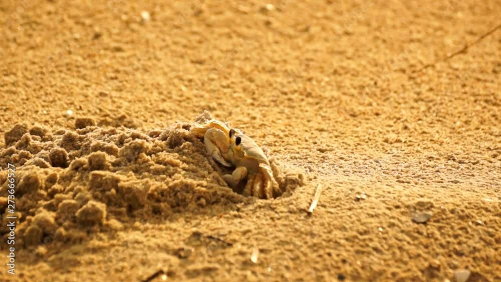 Sand crab coming out of it's den and walking off screen to the left. Sand crab coming out of it's den and walking off screen to the left.