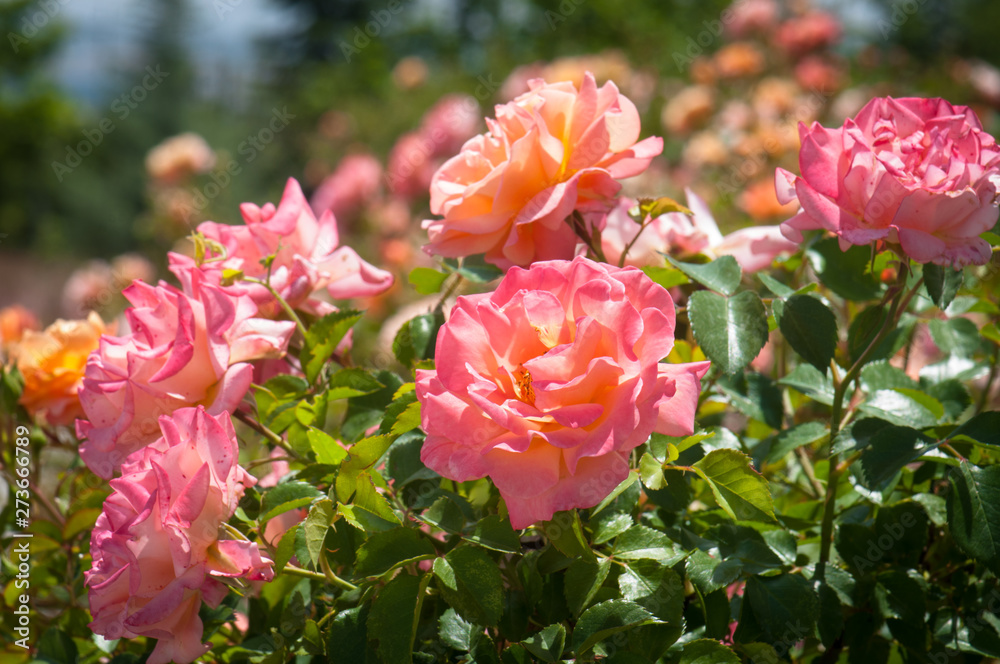 Beautiful fresh natural pink roses in garden Beautiful fresh natural pink roses in garden
