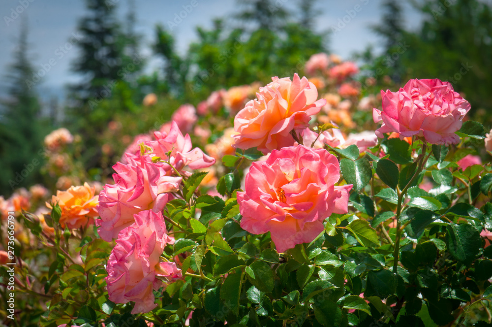 Beautiful fresh natural pink roses in garden Beautiful fresh natural pink roses in garden