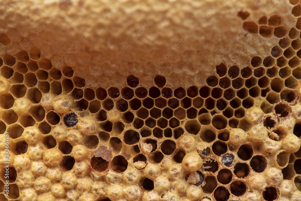 Wild honeycomb with the larvae of the bees and nectar of bee food. Wild honeycomb with the larvae of the bees and nectar of bee food.