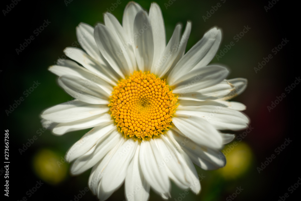 Fototapeta premium daisy on green background