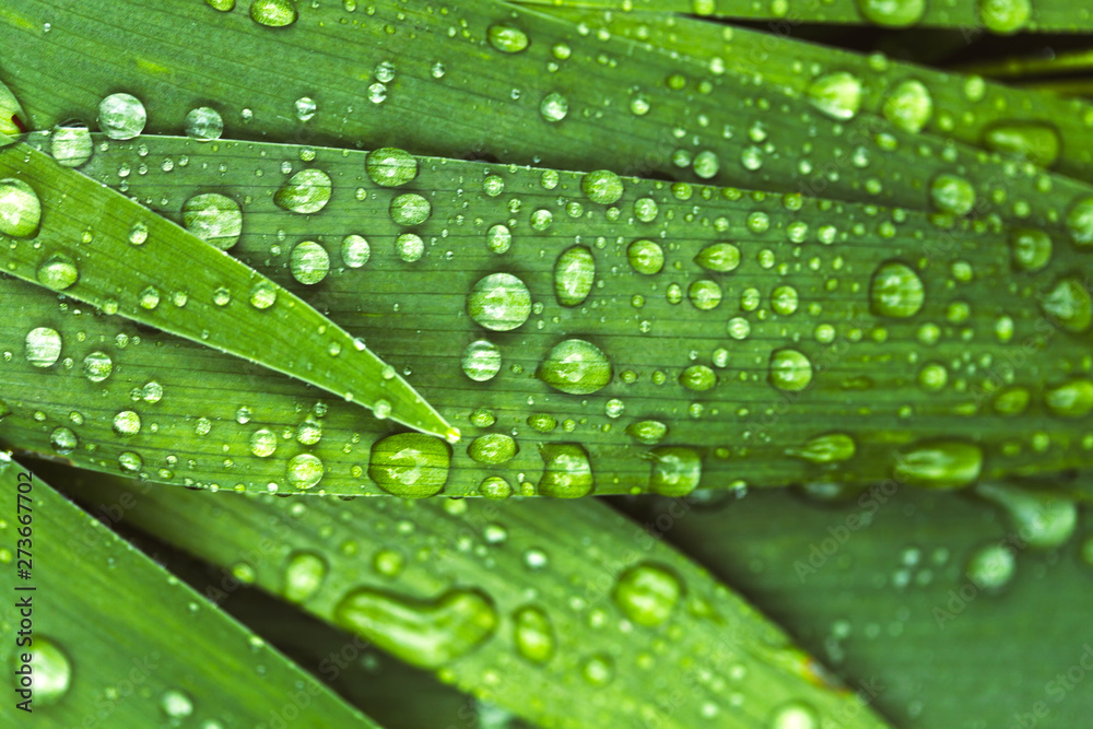 Green fresh leaves with raindrops. Close up background. Top view, flat lay. Green fresh leaves with raindrops. Close up background. Top view, flat lay.