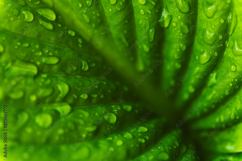 Green fresh leaves with raindrops. Close up background. Top view, flat lay. Green fresh leaves with raindrops. Close up background. Top view, flat lay.