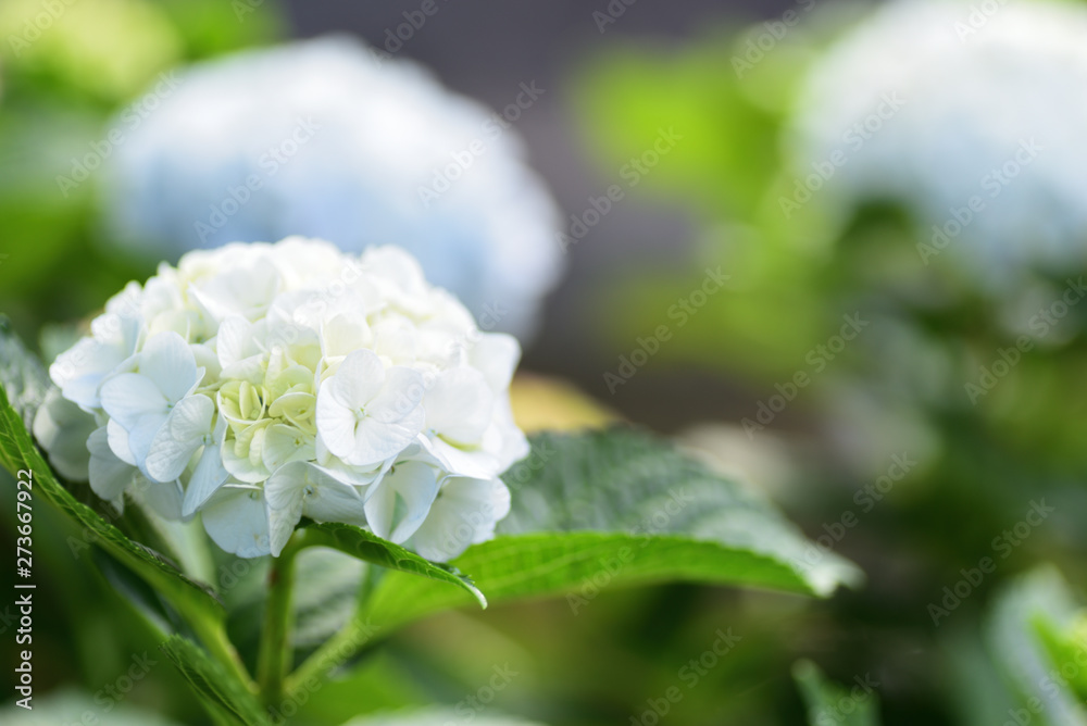 hydrangea hydrangea