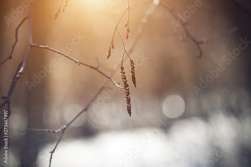Dry birch earrings on thin elegant branches in early spring are illuminated by a pleasant orange sunlight.