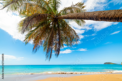 Fototapeta Naklejka Na Ścianę i Meble -  Turquoise sea and palm tree in La Perle beach