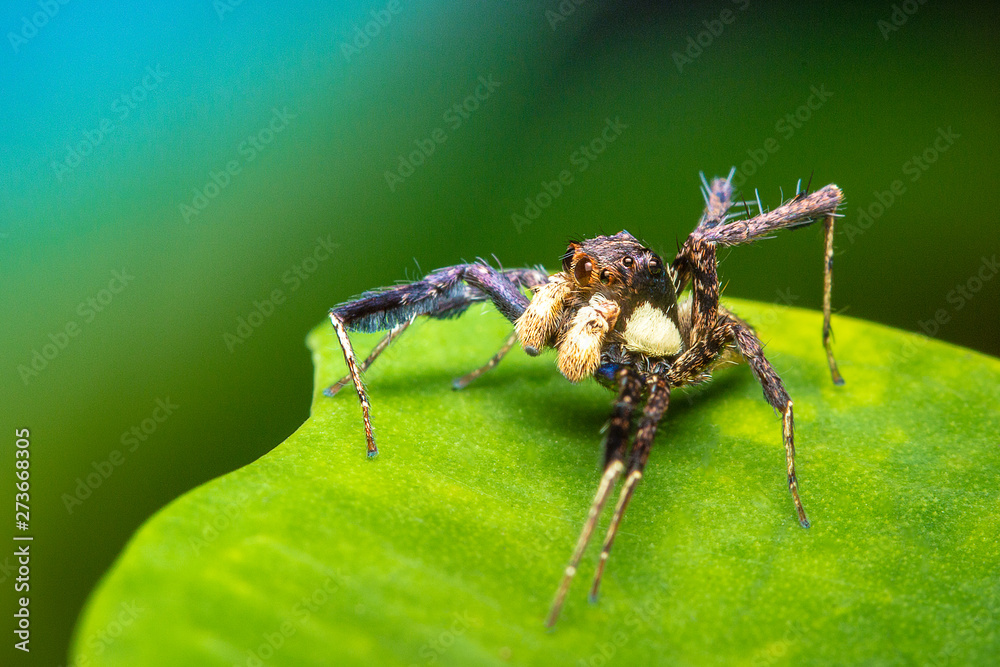 jumping spider on a green leaf jumping spider on a green leaf