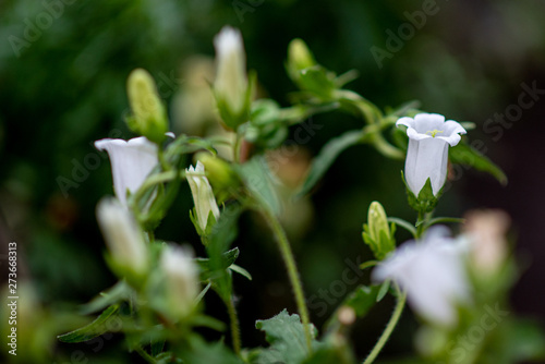 lily of valley
