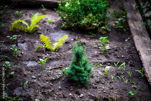 watering plants in the garden