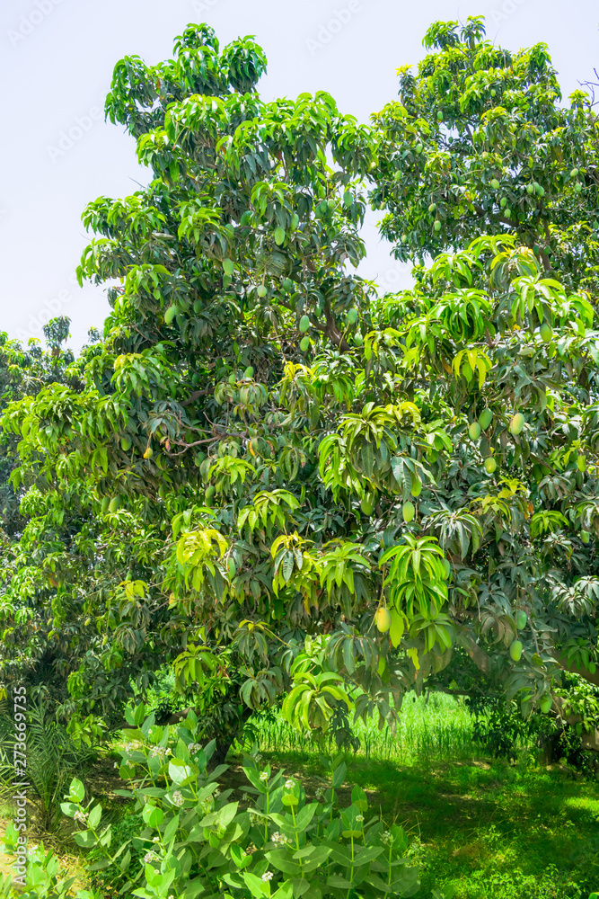  green mangoes hanging on a mango tree
