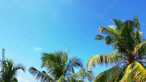 Wallpaper Mural camera tilt from below palm trees, with a gentle breeze caressing their leaves, to the deep blue sky of the Caribbean Torontodigital.ca