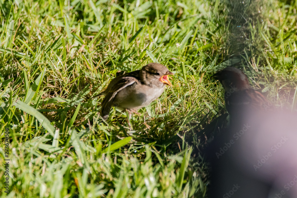 Obraz premium sparrow