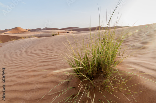 Dunes of Wahiba Sands (Sharqiya Sands), Oman