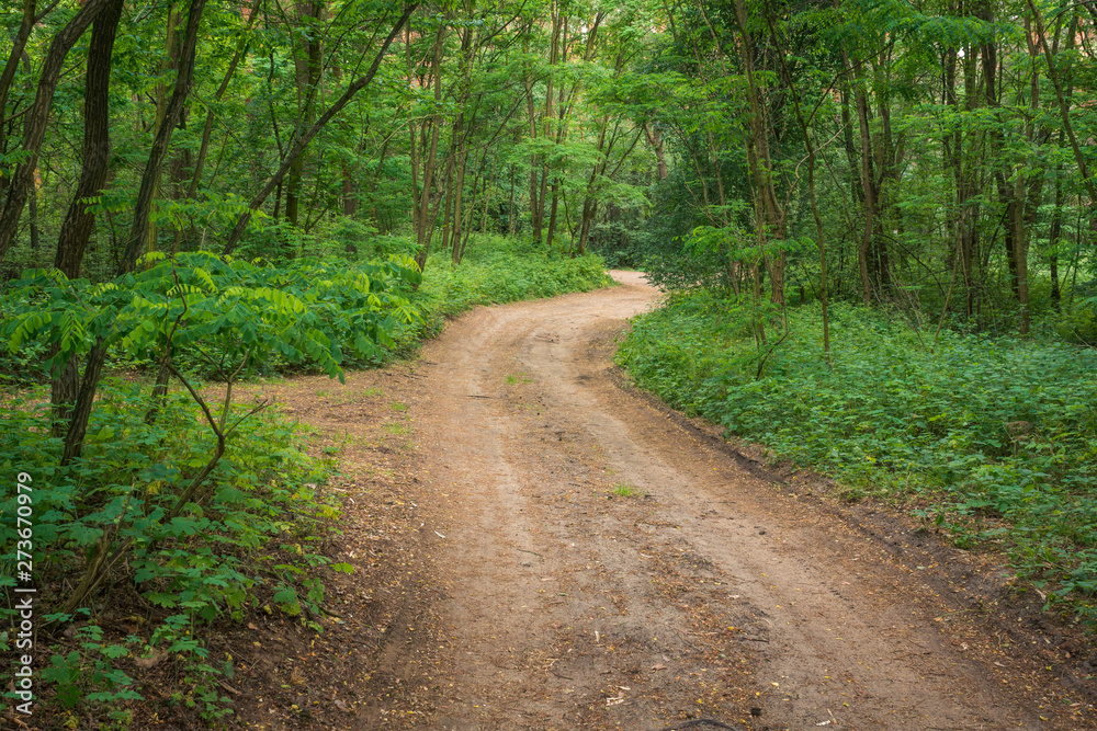 Gravel road in the forest in Sulejowski landscape park near Sulejow, Lodzkie, Poland Gravel road in the forest in Sulejowski landscape park near Sulejow, Lodzkie, Poland
