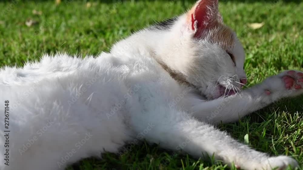 Beautiful little cat lying in the grass and licking its paws to clean herself Beautiful little cat lying in the grass and licking its paws to clean herself