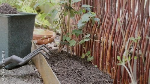 Close up of a shovel tending plant. Gardening on a sunny day photo