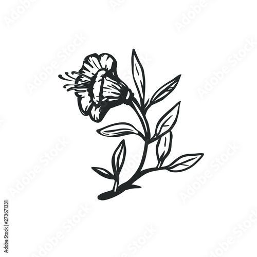 Vector illustration of a bellflower isolated on white. Black and white vintage style sketch.