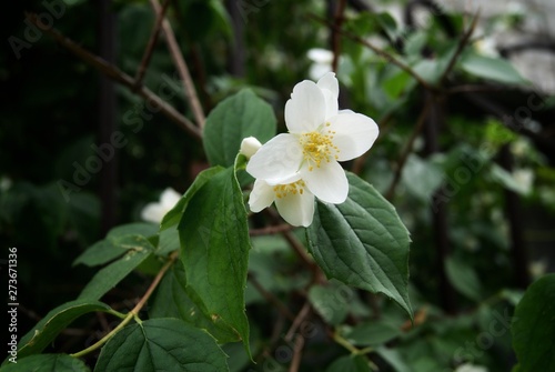 SONY DSC