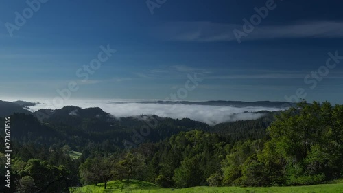 Time-lapse of early morning fog and low level clouds dissipating off the tops of the huge Redwood trees in a giant forest (Armstrong Redwoods State Park, California). photo