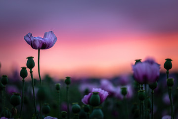 Fototapete Lavendelfarbene Motive Lila Mohnblumen im Abendlicht  © Joern Pohlan