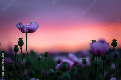 Vászonkép lila Mohn im Abendlicht