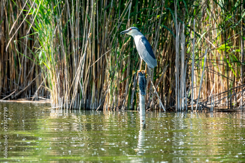 black-crowned night heron, nycticorax nycticorax, black-capped night heron