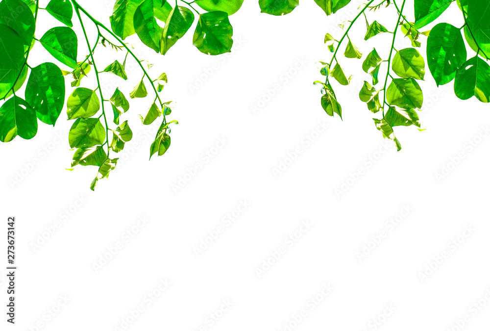 Isolate leaf on the white background. Green leaf for background. Text space. Isolate leaf on the white background. Green leaf for background. Text space.