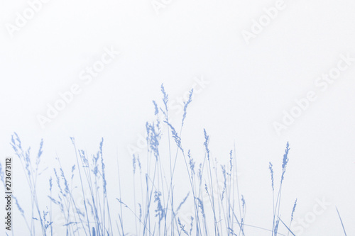 Abstract gray shadow background of natural leaves on white texture for background