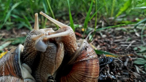 Season of mollusca snail mating with love in the fields, close up shot photo